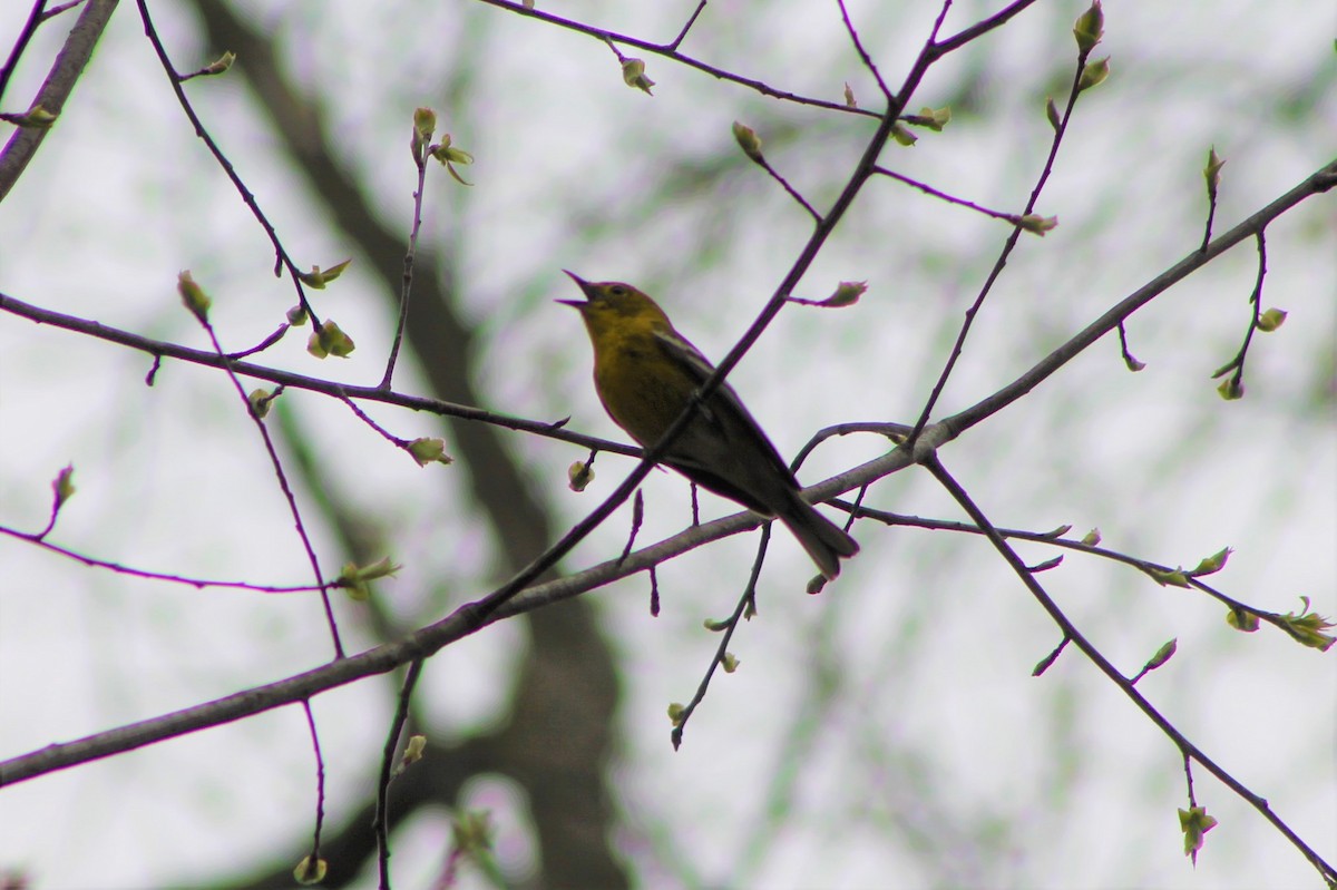 Pine Warbler - ML228027961