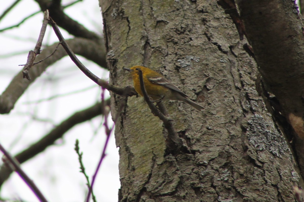 Pine Warbler - ML228028031