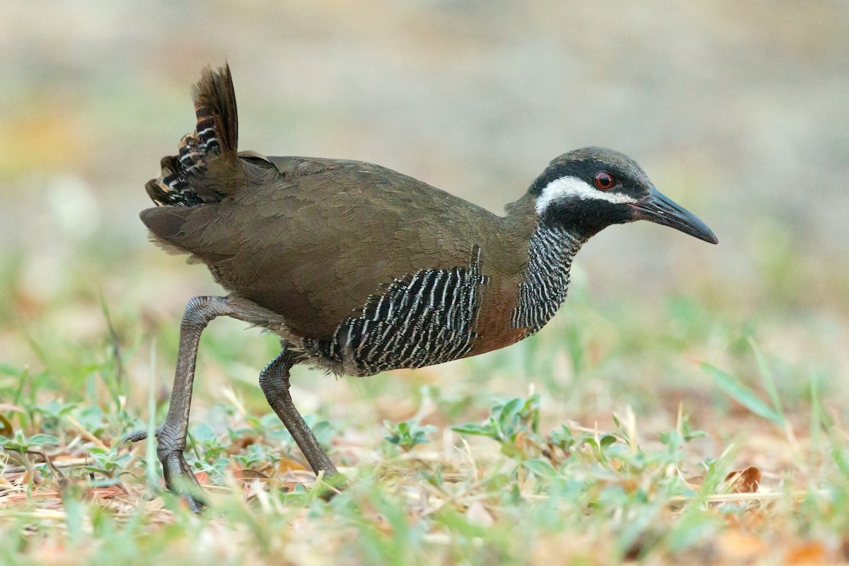 Barred Rail - ML228028161