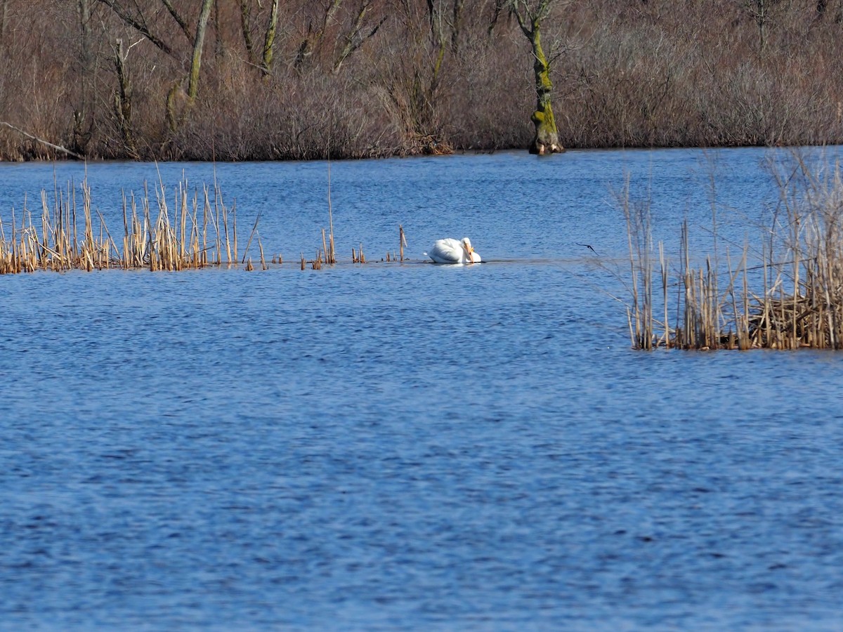 American White Pelican - Celeste Morien