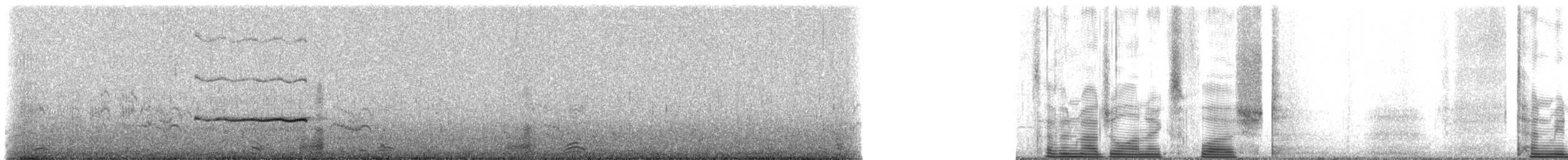 Magellanic Oystercatcher - ML228029