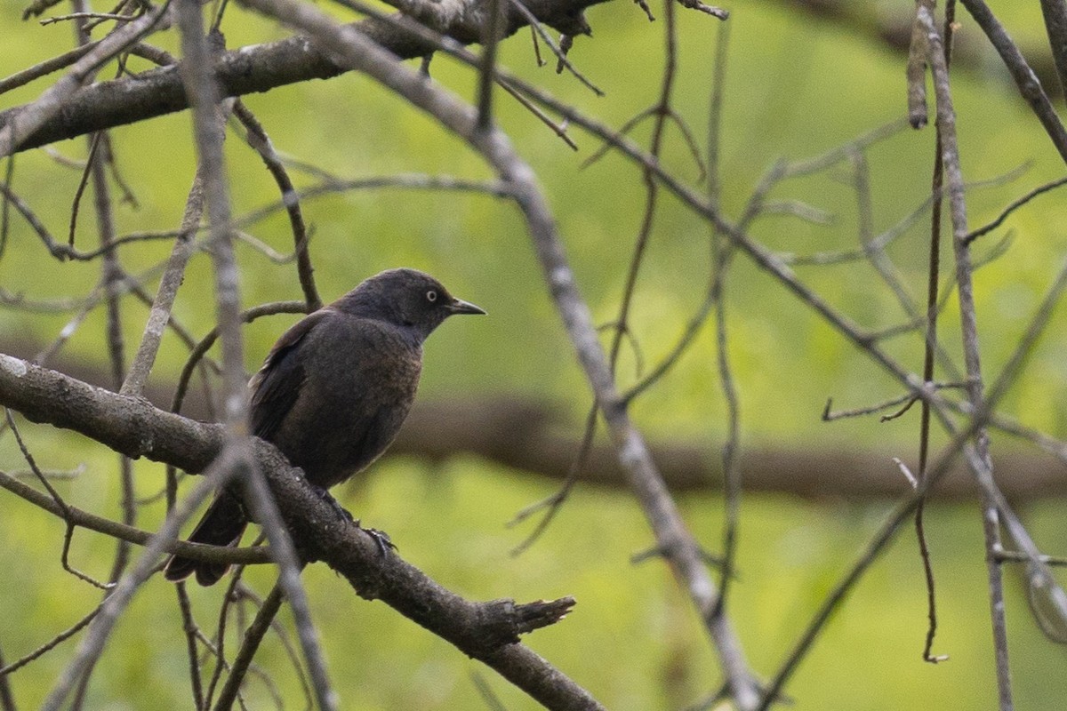 Rusty Blackbird - ML228030931