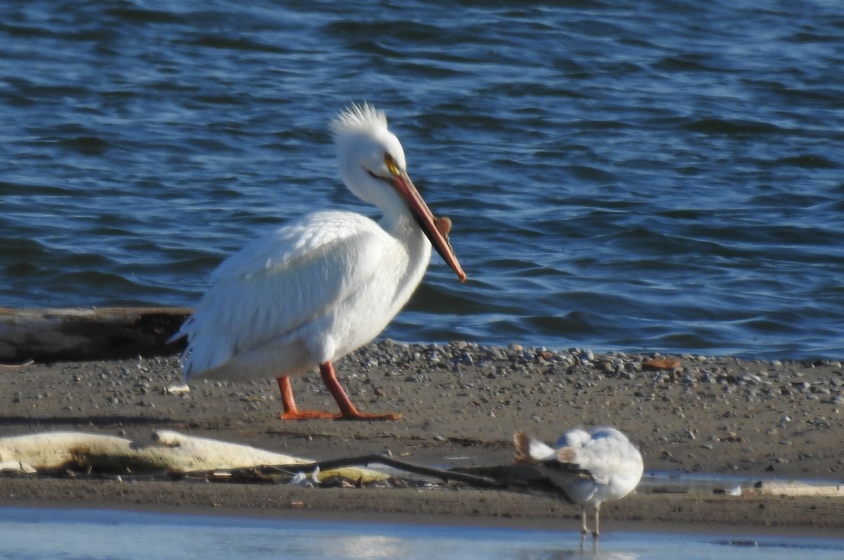 pelikán severoamerický - ML228030941