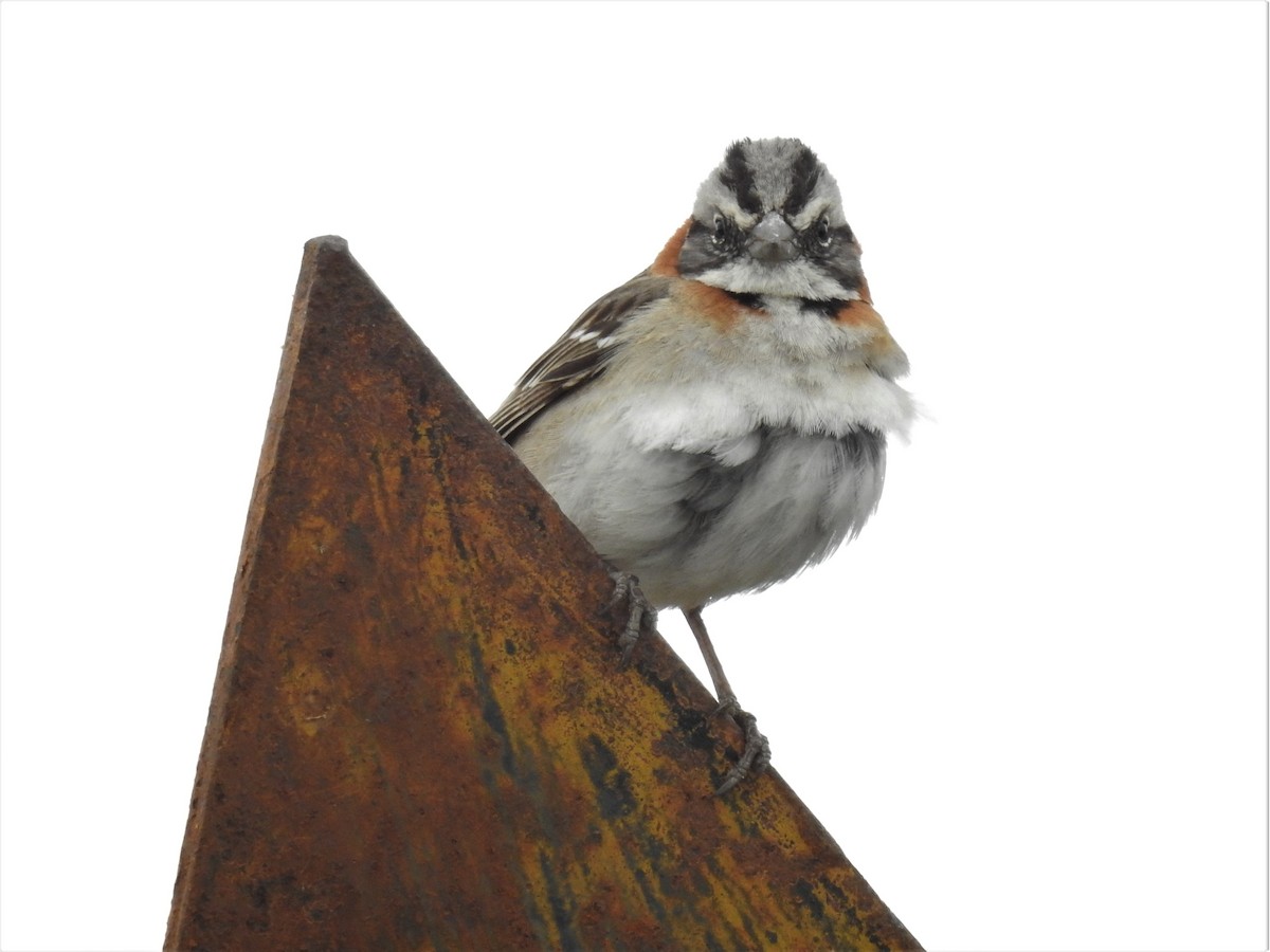 Rufous-collared Sparrow - ML228031281