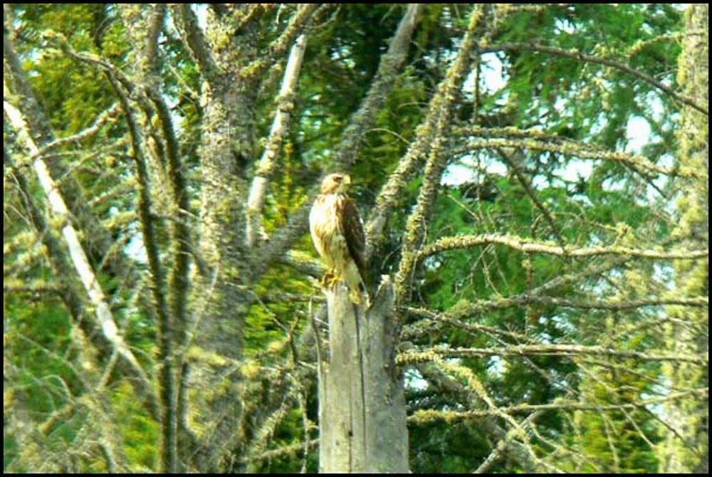 Broad-winged Hawk - ML228031401