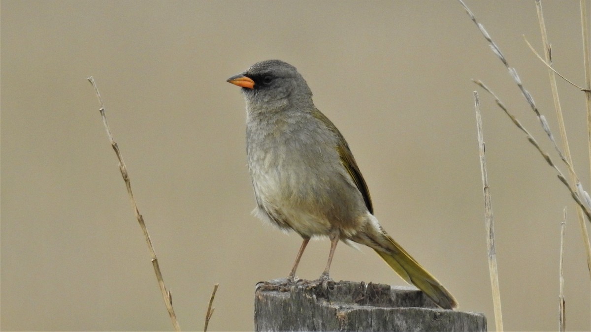 Great Pampa-Finch - ML228031701