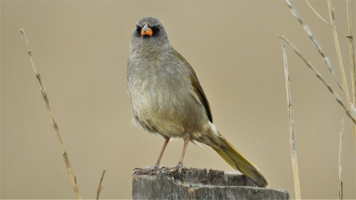 Great Pampa-Finch - ML228031711