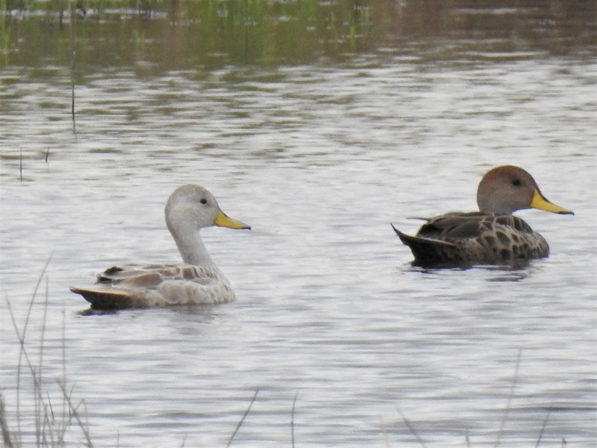 Yellow-billed Pintail - ML228031921