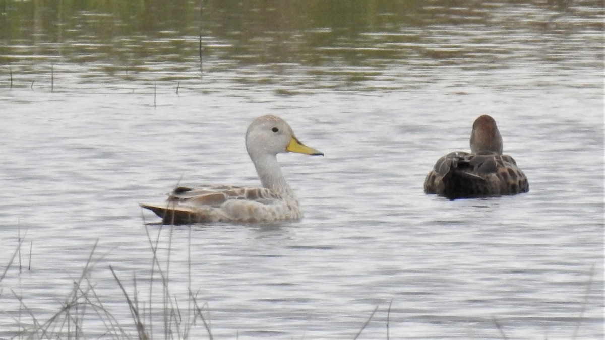 Yellow-billed Pintail - ML228031941