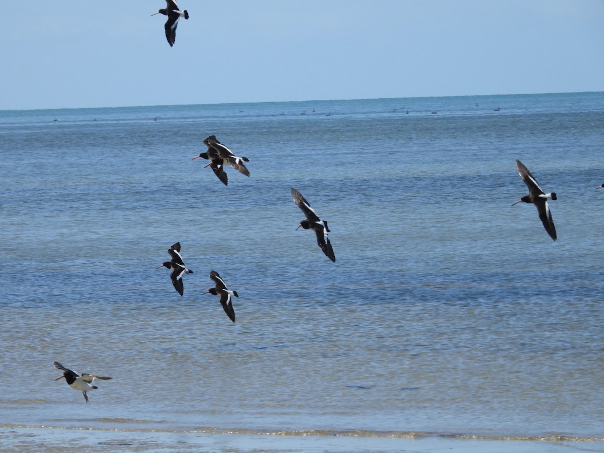 South Island Oystercatcher - Kristin Trouton