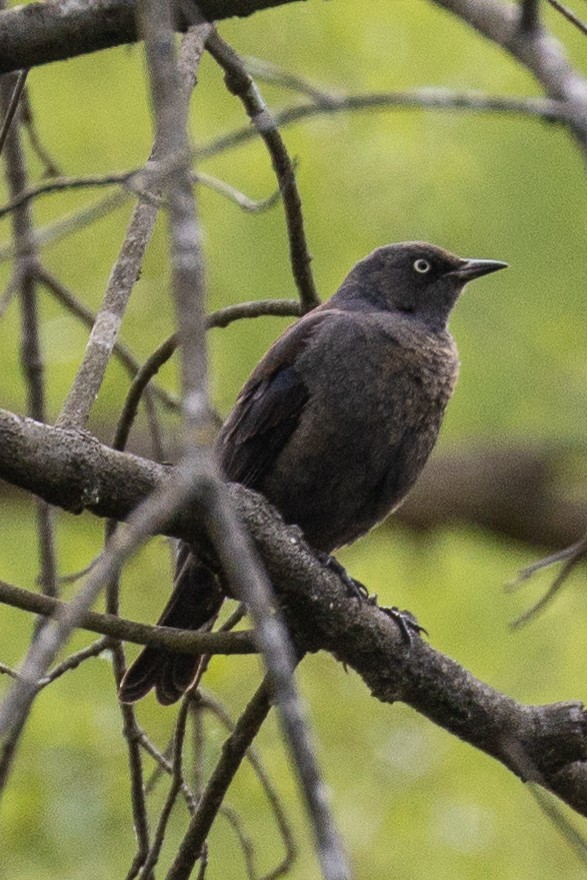 Rusty Blackbird - ML228033781