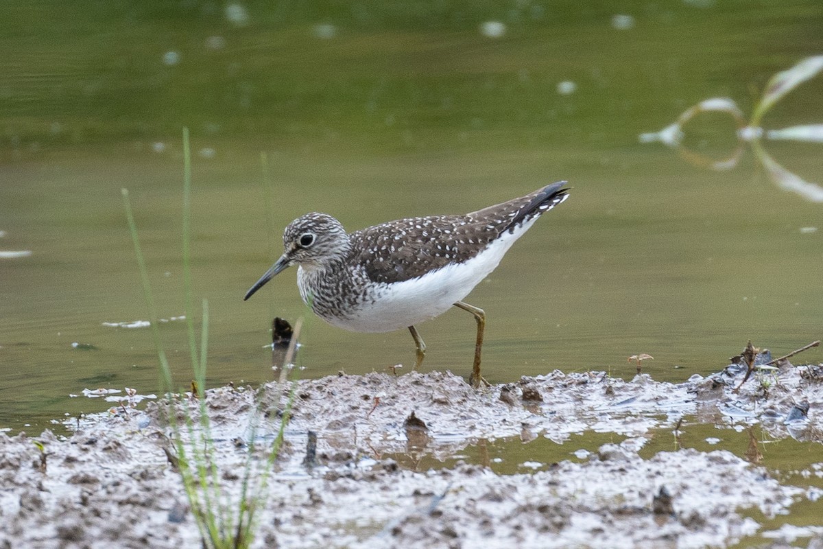 Solitary Sandpiper - ML228034071