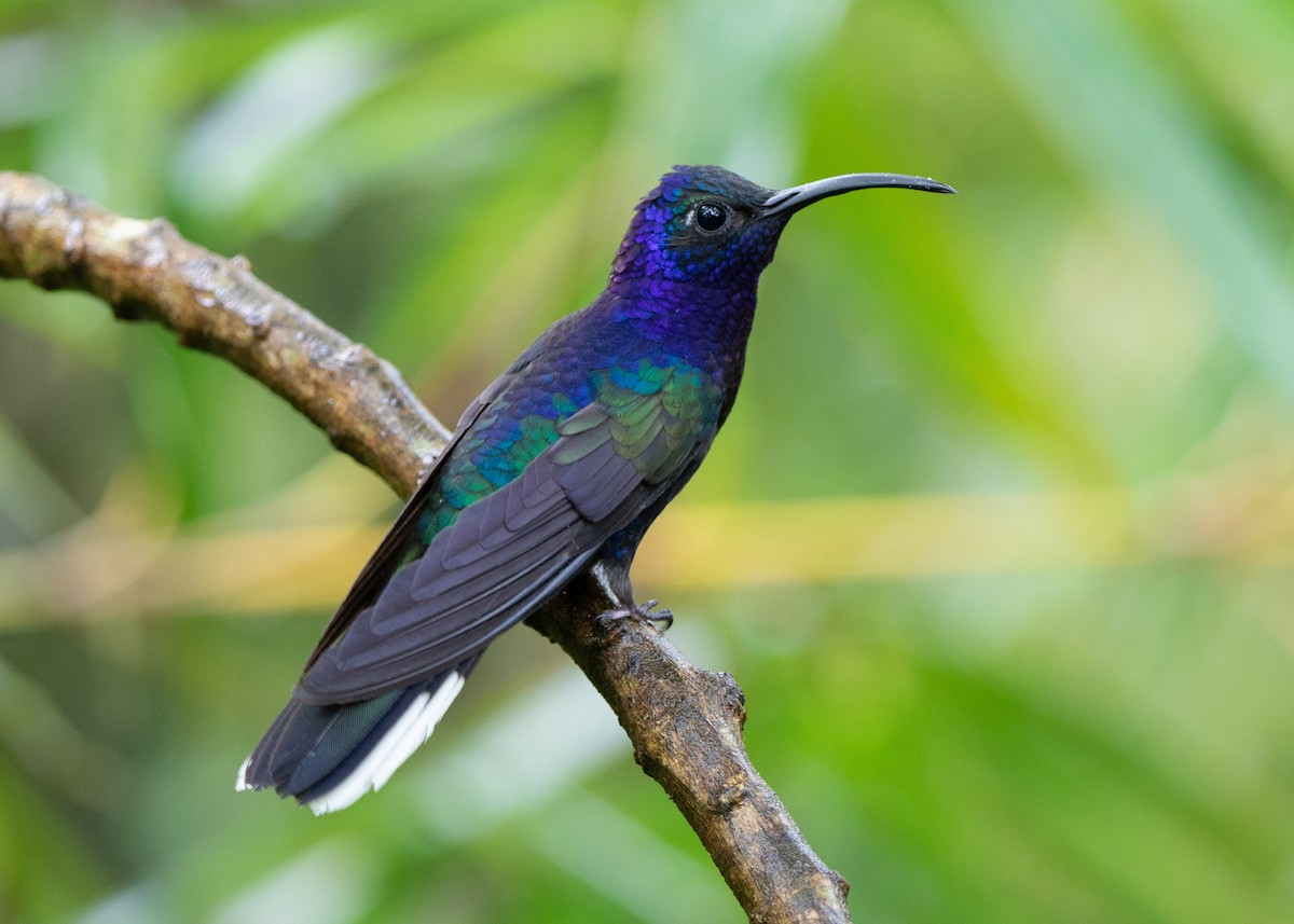 Violet Sabrewing - ML228035611