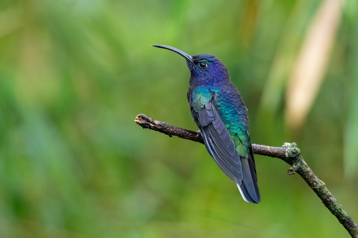 Violet Sabrewing - ML228035711