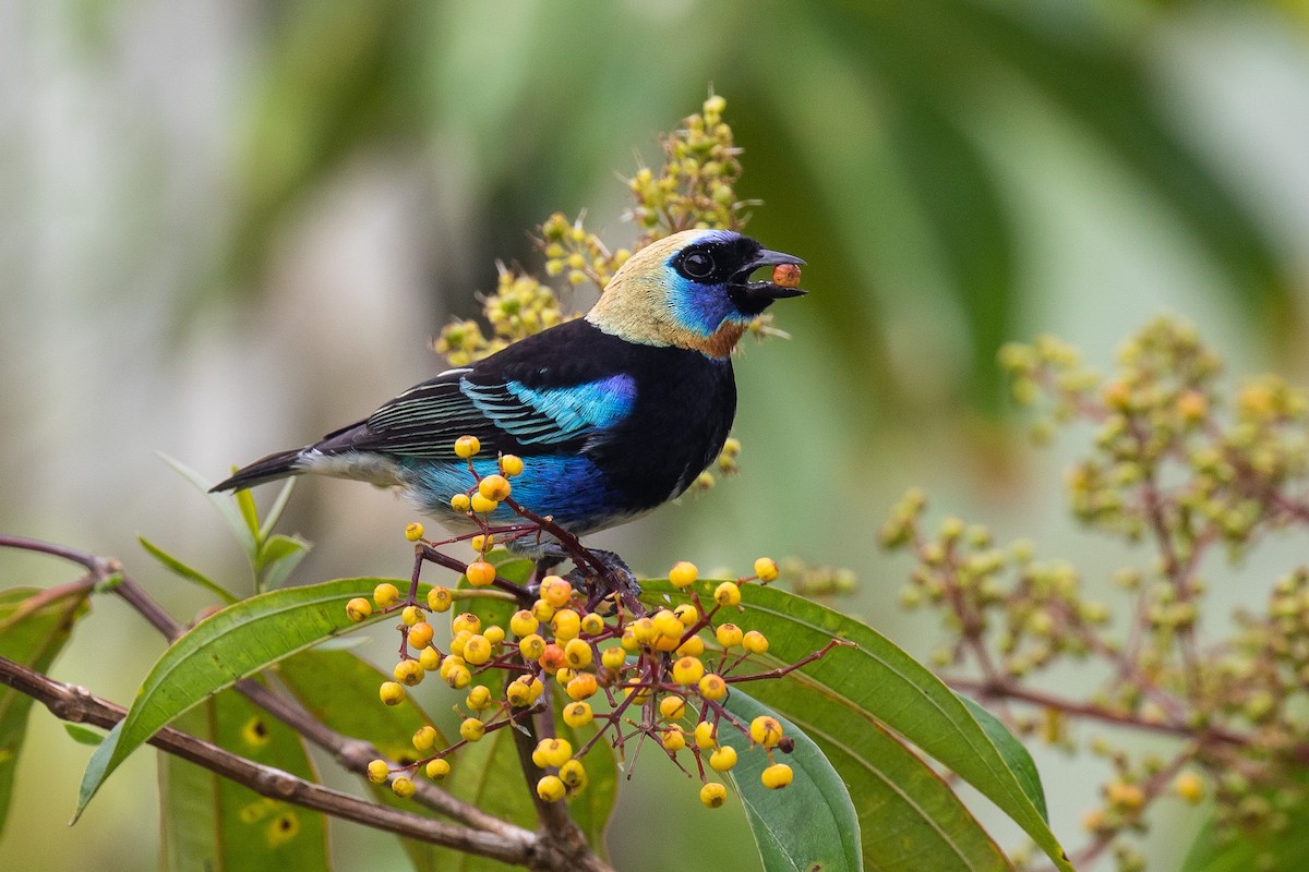 Golden-hooded Tanager - ML228036141