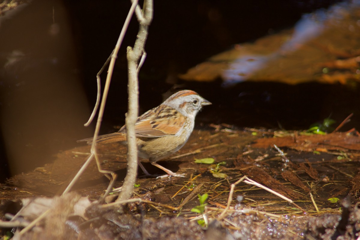 Swamp Sparrow - Tony Gazso