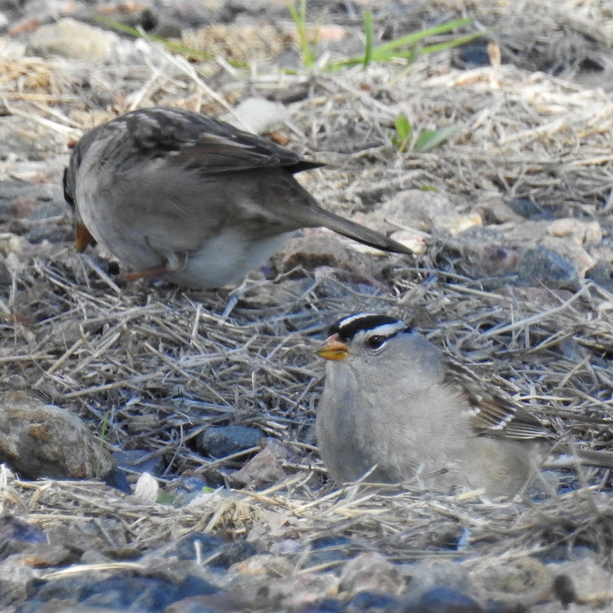 White-crowned Sparrow - ML228041401