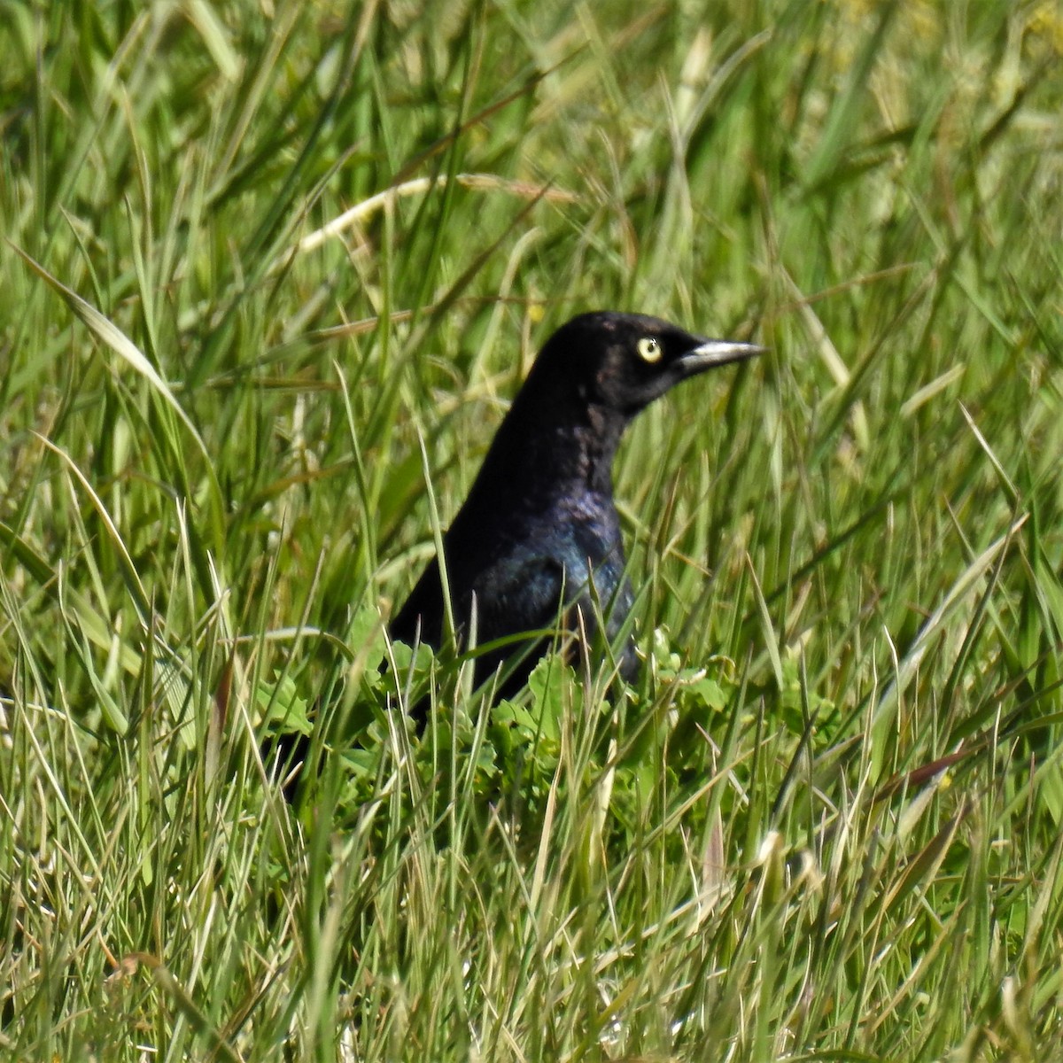 Brewer's Blackbird - ML228041501