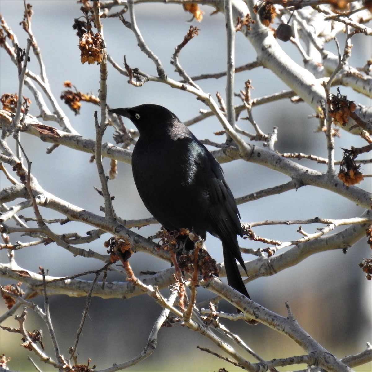 Brewer's Blackbird - ML228041611