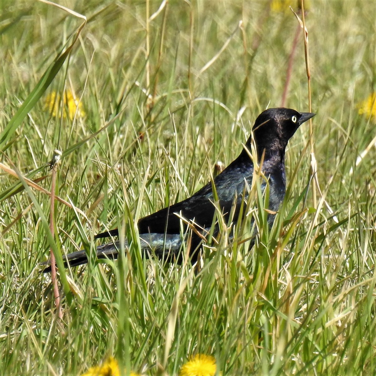 Brewer's Blackbird - ML228041691