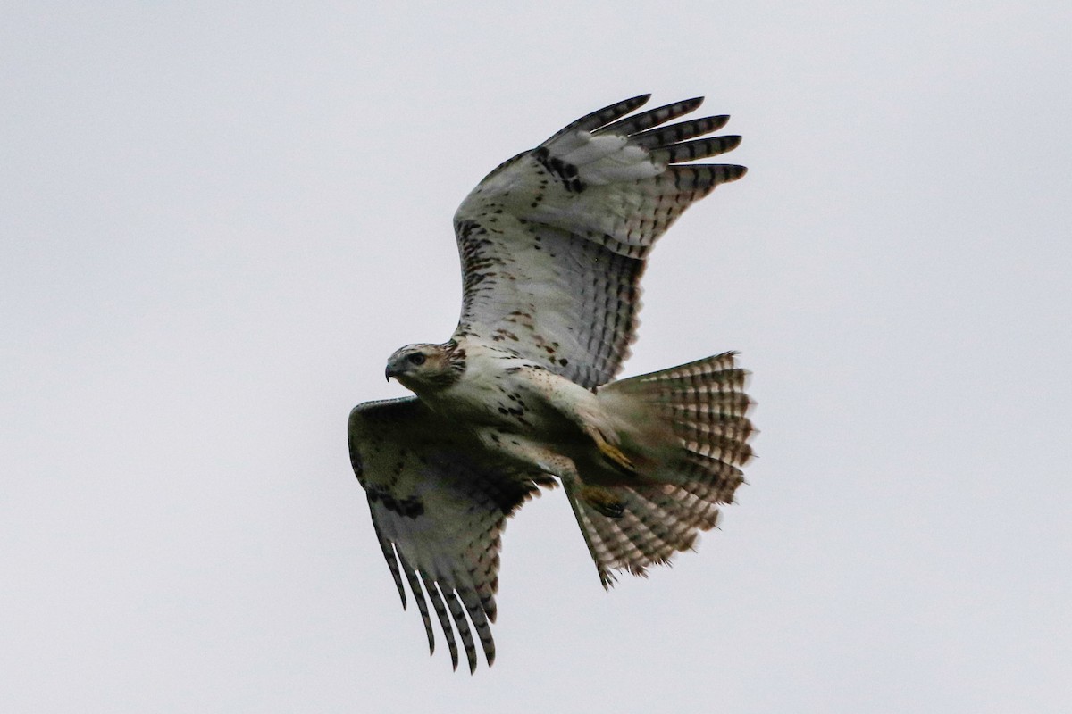 Red-tailed Hawk - Byron Stone