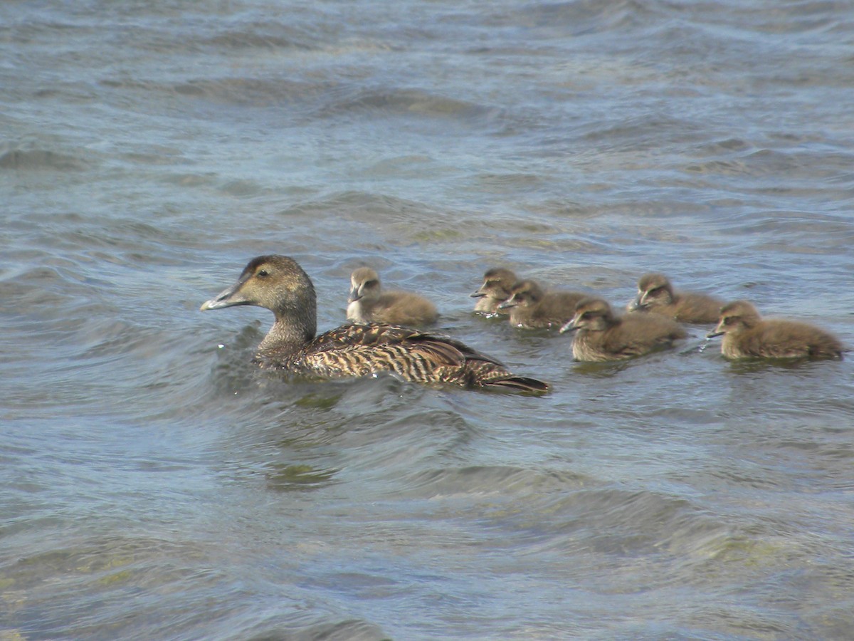 Common Eider (Dresser's) - ML228043911