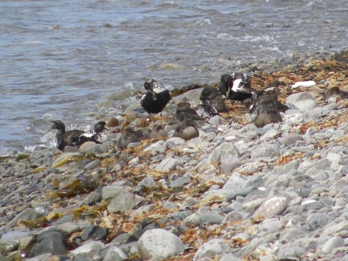 Common Eider (Dresser's) - Eric Haskell