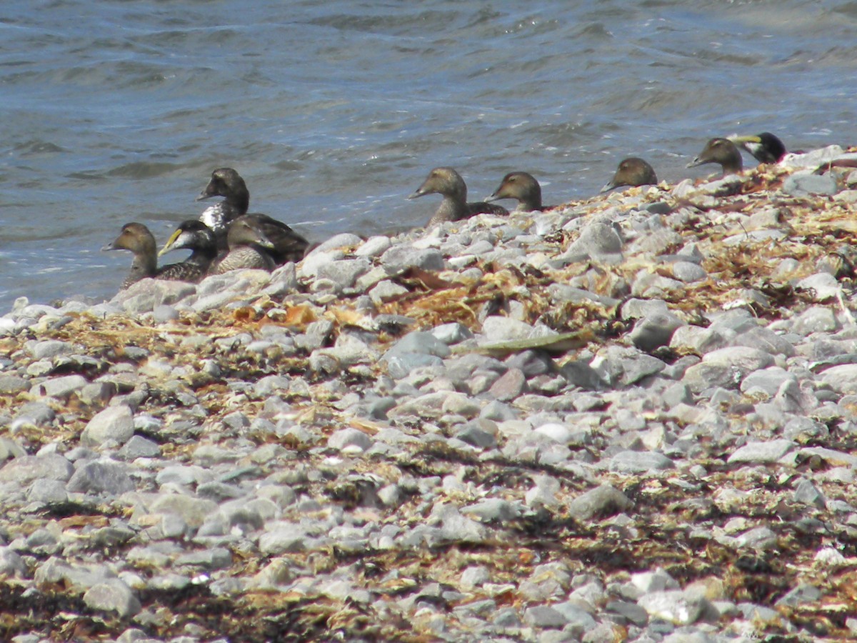 Common Eider (Dresser's) - ML228043991