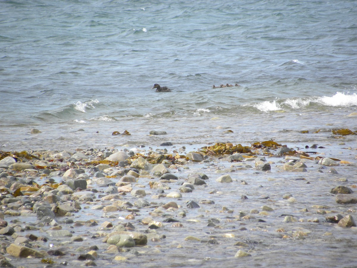 Common Eider (Dresser's) - Eric Haskell