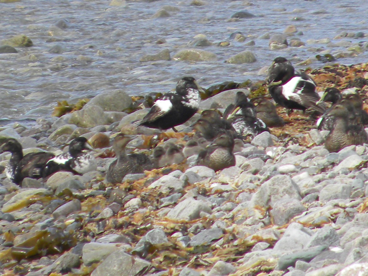 Common Eider (Dresser's) - ML228044021