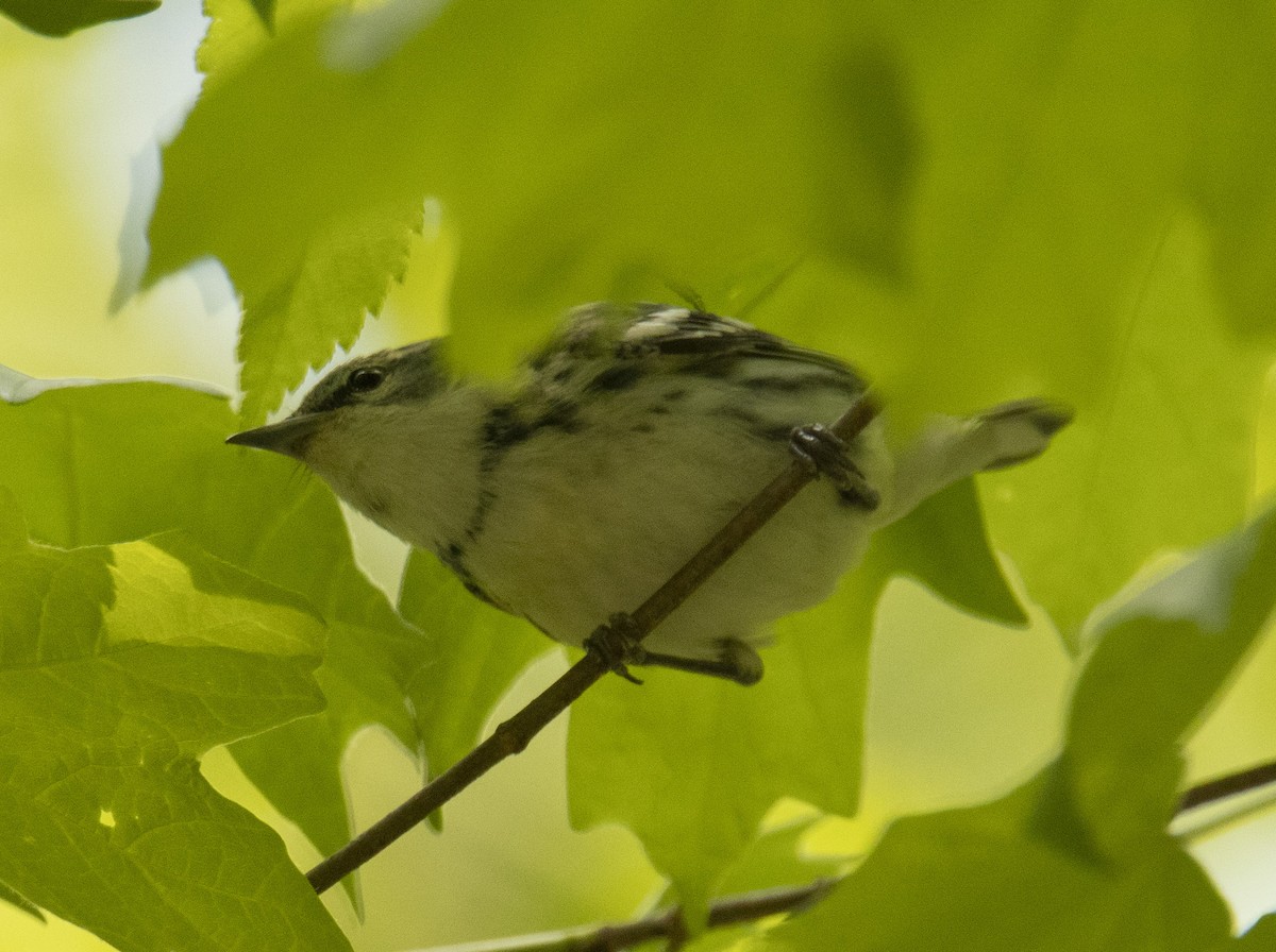 Cerulean Warbler - ML228044321