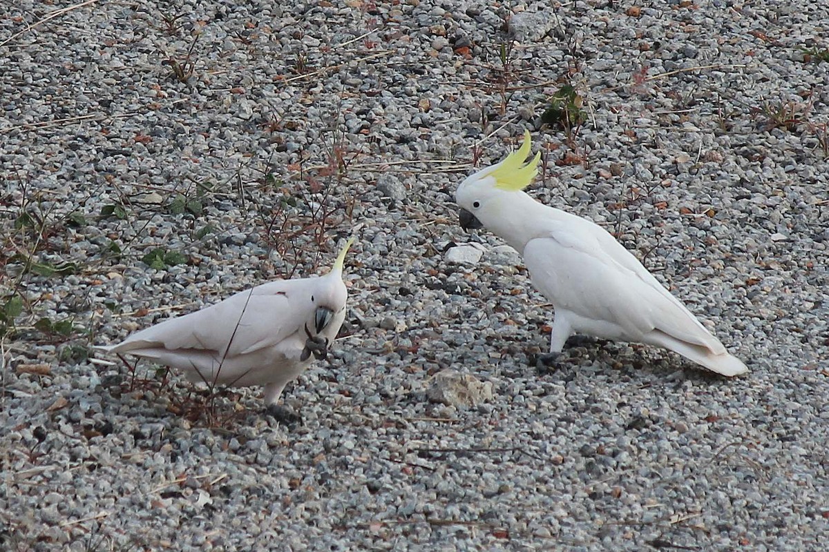 Sulphur-crested Cockatoo - ML228044401