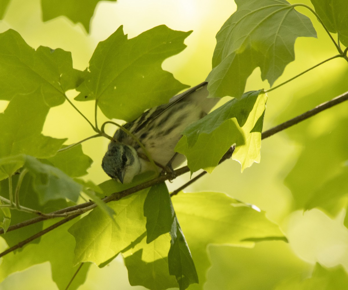 Cerulean Warbler - ML228044431