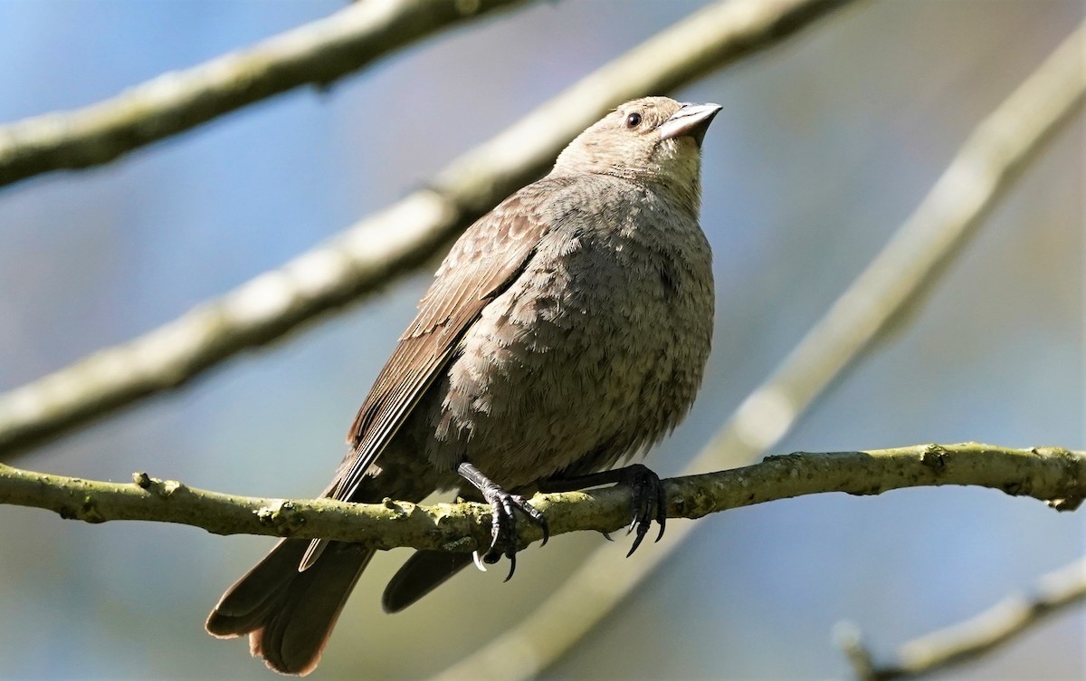 Brown-headed Cowbird - Sunil Thirkannad