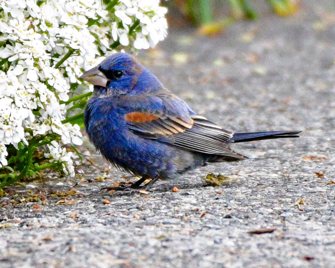 Blue Grosbeak - ML228045051