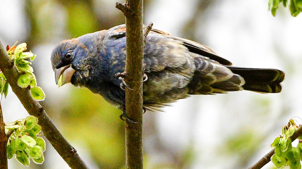 Blue Grosbeak - ML228045111