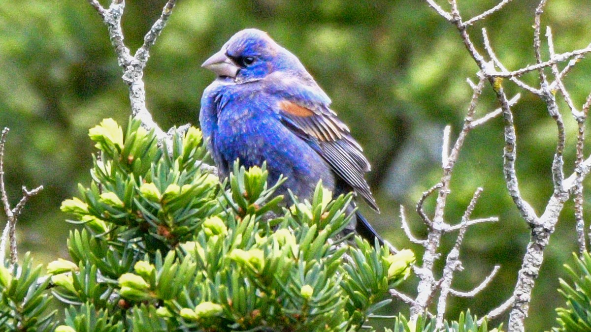 Blue Grosbeak - ML228045141