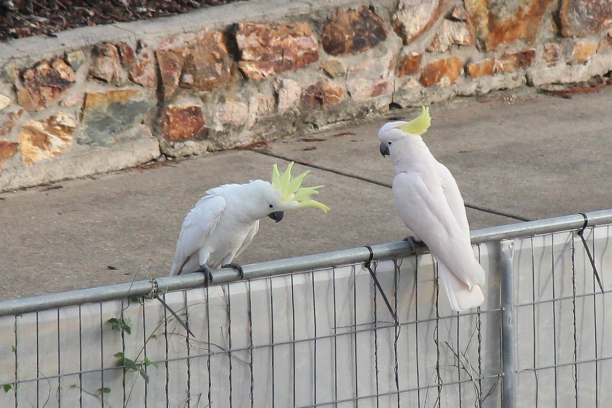 Sulphur-crested Cockatoo - ML228045521