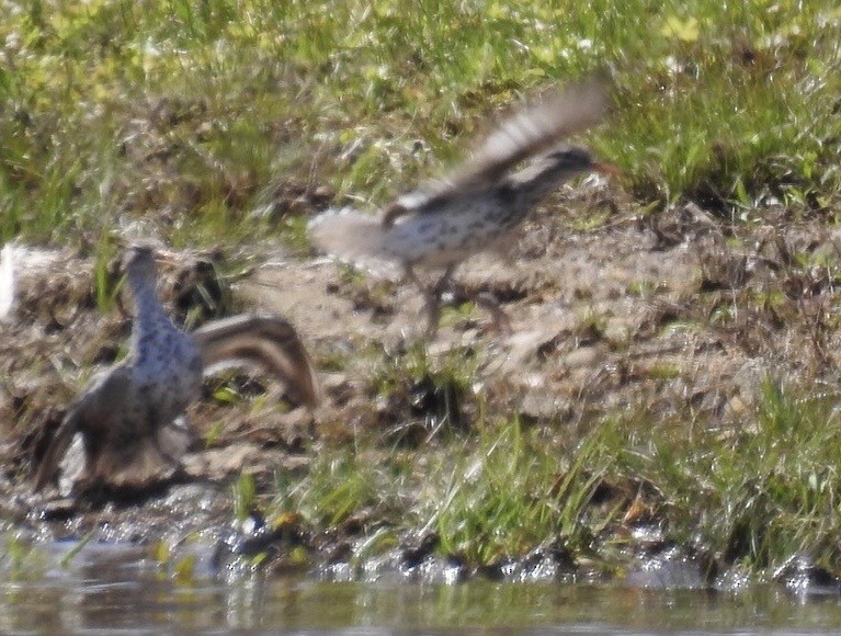 flekksnipe - ML228047201