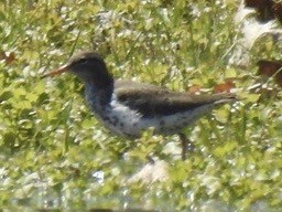 Spotted Sandpiper - Brenda Meese