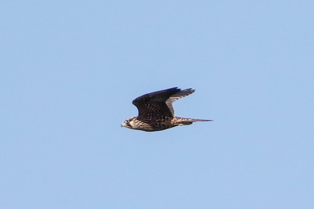 Peregrine Falcon - Byron Stone