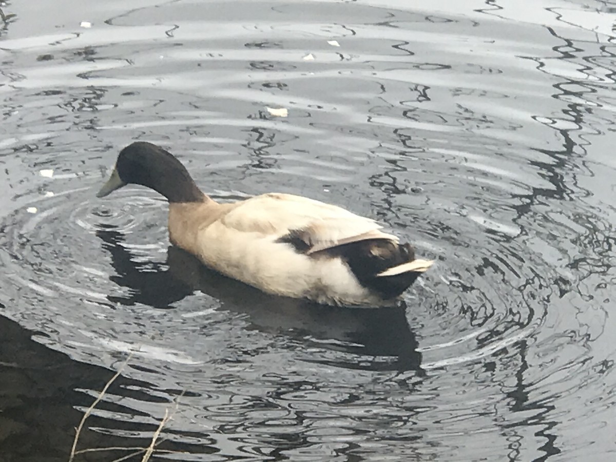 duck sp. - Anonymous