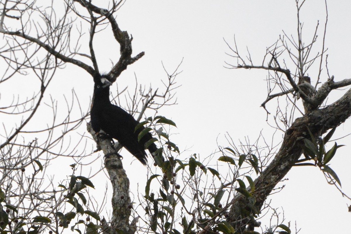 Amazonian Umbrellabird - ML228049811