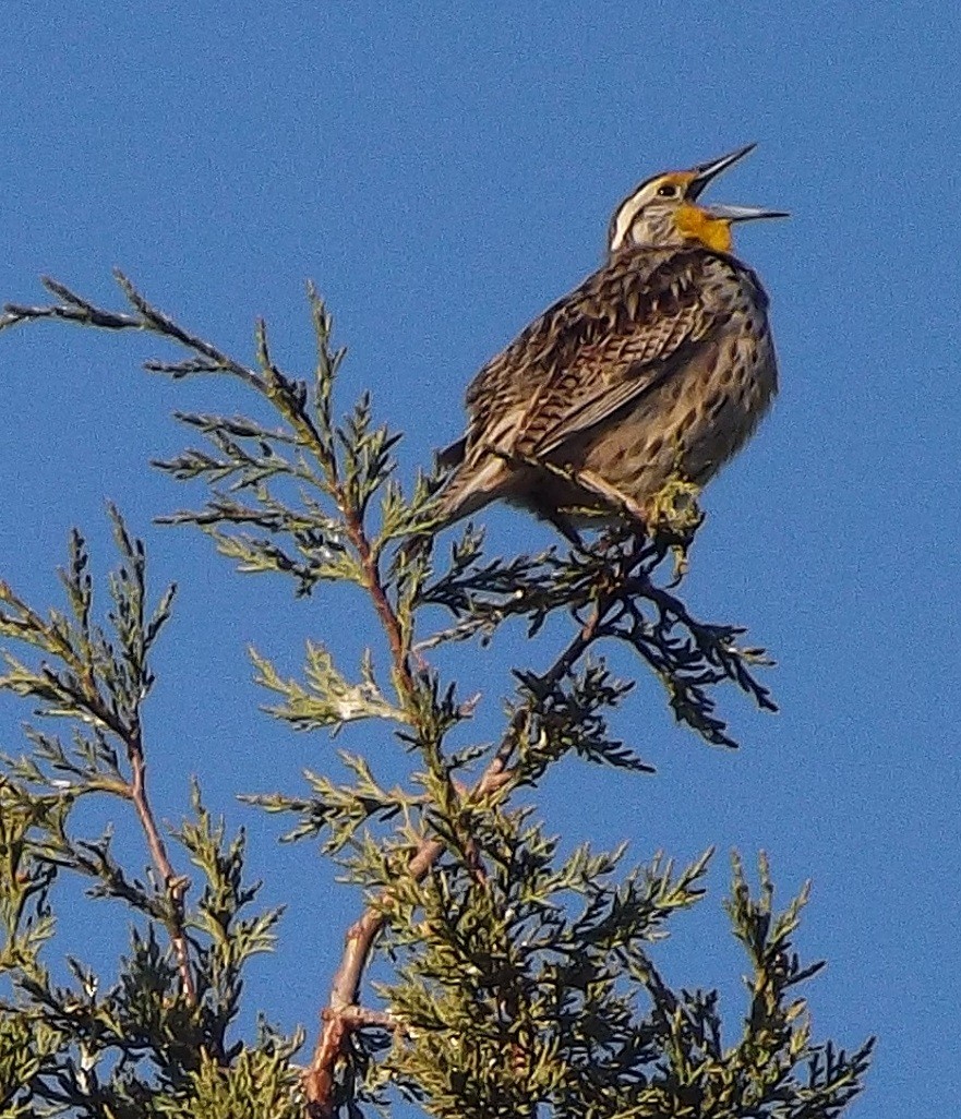 Western Meadowlark - ML228051031