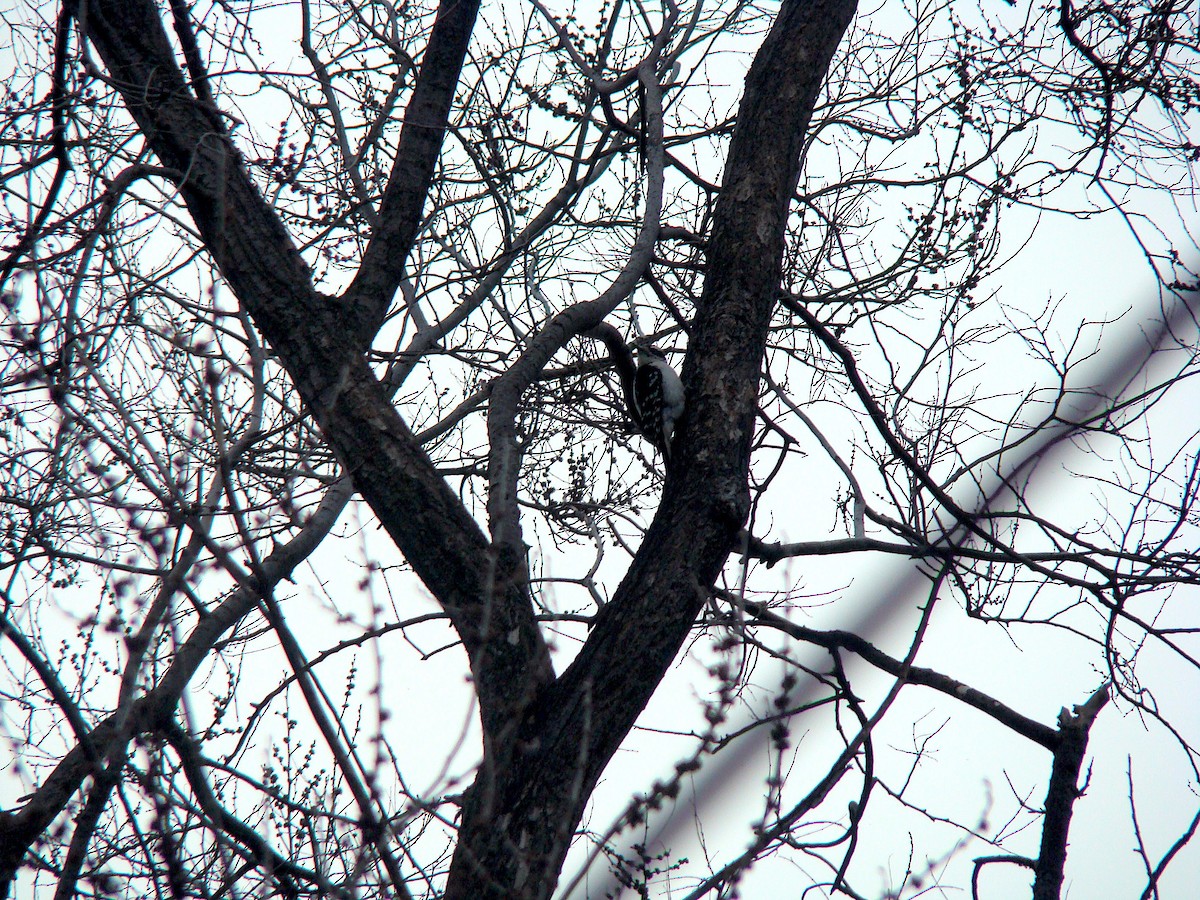 Downy Woodpecker - ML228053821