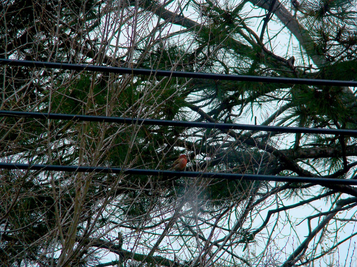 House Finch - ML228053891