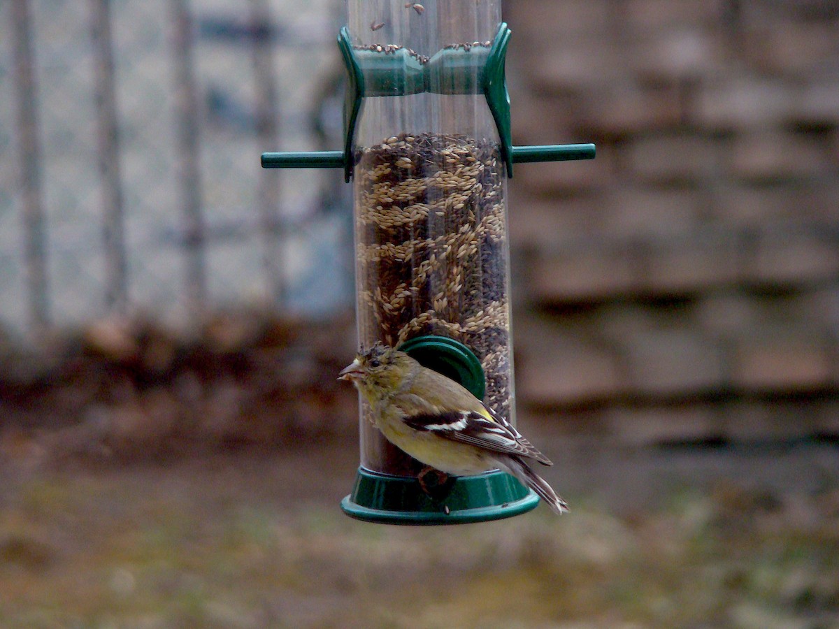 American Goldfinch - ML228053941