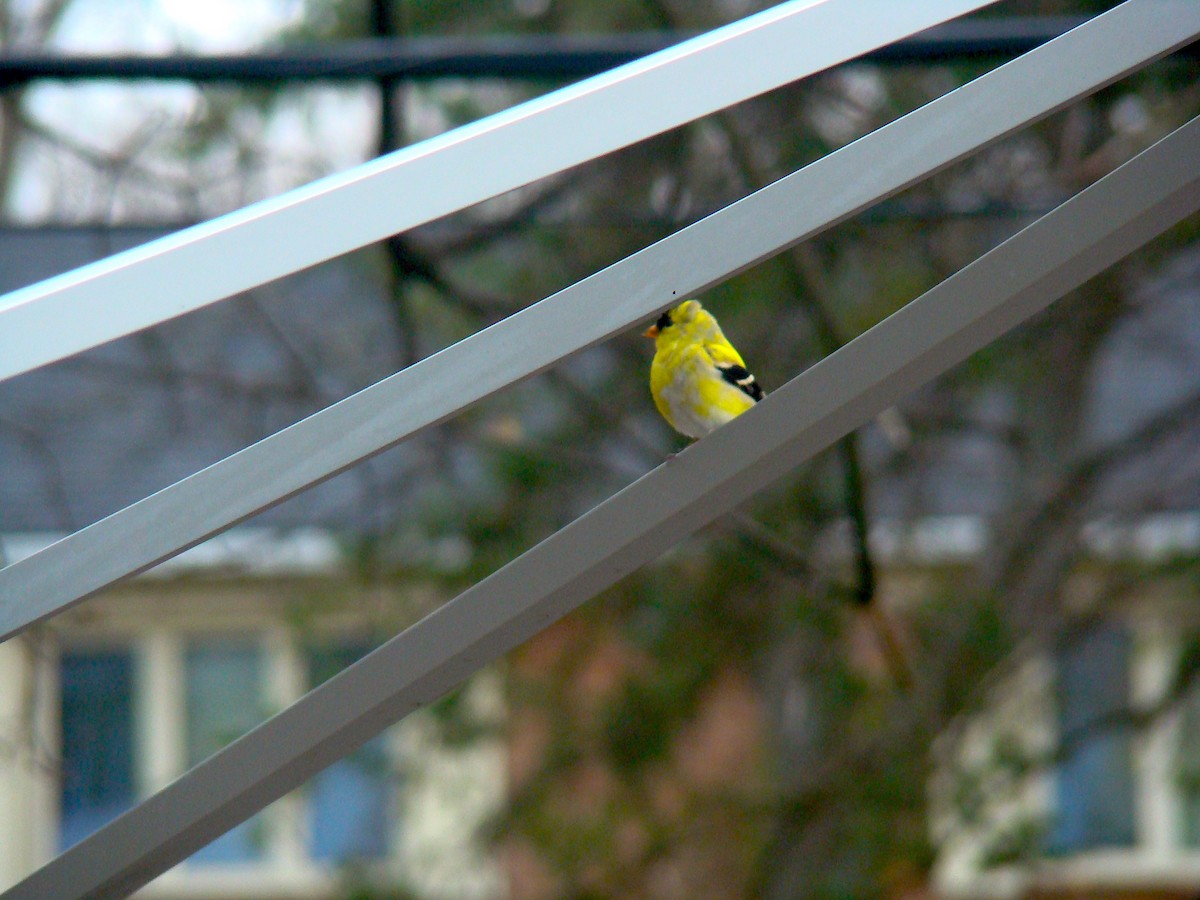 American Goldfinch - ML228053951
