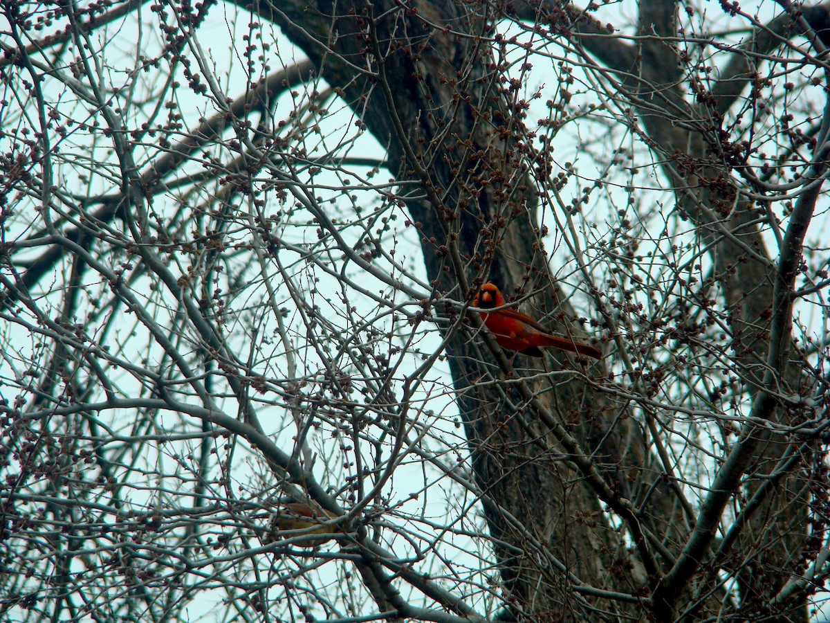 Northern Cardinal - ML228053971