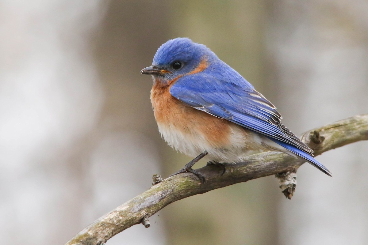 Eastern Bluebird - ML228055311